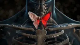 Grasica - lokalizacja i rola narządu w organizmie