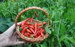 Jak uprawiać paprykę w gruncie: 5 kluczowych kroków do sukcesu