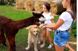 Zajęcia z alpakami w przedszkolu: Jak wspierają rozwój dzieci?