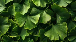 Miłorząb dwuklapowy - liście pełne zdrowotnych właściwości