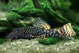 Ile kosztuje glonojad w sklepie zoologicznym? Ceny, które zaskakują