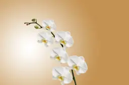 Czy nawozić storczyki gdy kwitną? Oto co musisz wiedzieć, aby nie zaszkodzić