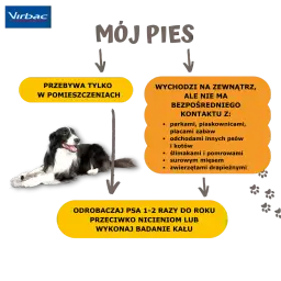 Odrobaczanie psa na czczo czy po jedzeniu – co jest skuteczniejsze?