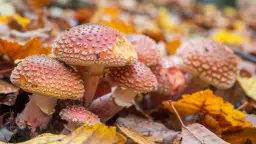 Trujące grzyby z gąbką - na które gatunki uważać w lesie?