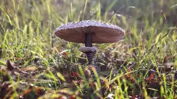 Czubajka grzyb - jak rozpoznać i przygotować ten cenny dar natury