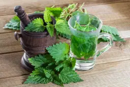 Ile razy dziennie pić herbatę z pokrzywy: bezpieczne dawkowanie naparu