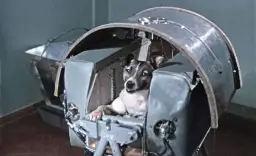 Poznaj szokującą prawdę o tym kiedy łajka była w kosmosie i co się stało