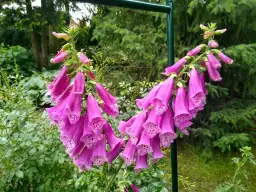 Co kwitnie w czerwcu? Odkryj najpiękniejsze rośliny na lato