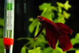 Idealna temperatura w akwarium: klucz do zdrowia ryb i roślin