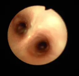 COPD u koni: objawy, leczenie i profilaktyka RAO w hodowli