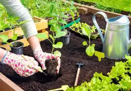 Kiedy siać warzywa w ogrodzie? Najlepsze terminy i porady ogrodnicze
