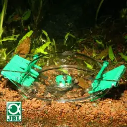 Jak skutecznie usunąć ślimaki z akwarium: 5 sprawdzonych metod