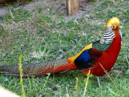 Drób ozdobny: Najlepsze rasy i porady dla początkujących hodowców