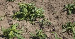 Chlopyralid: skuteczny herbicyd w uprawie buraków i nie tylko