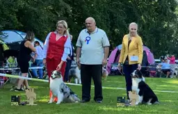 Kalendarz wystaw psów Czechy 2020: daty, miasta i wymagania hodowców