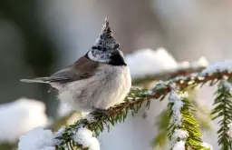 Gdzie zimuje sikorka? Odkryj tajemnice migracji tych ptaków