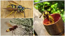 Gdzie osy zimują? Odkryj zaskakujące miejsca ich hibernacji