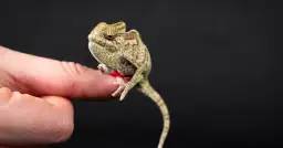 Jak filmy zmieniły nasze podejście do gadów domowych?