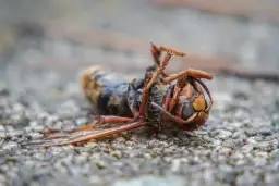Czy zabicie owada to grzech? Moralność i etyka w praktyce