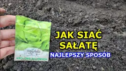 Jak siać sałatę do gruntu: proste techniki i najlepsze terminy siewu