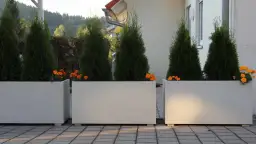 Jakie tuje do donicy wybrać, by uniknąć błędów w uprawie?