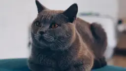 Jak przygotować się na adopcję kota? Czy to wymagające zwierzę?