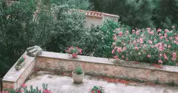 Dlaczego polscy aktorzy uprawiają warzywa na balkonach?