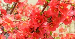 Jak kwitnie pigwowiec? Odkryj piękno jego kwiatów wiosną