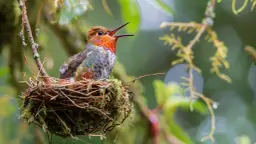 Gżegżółka - mały ptak o trudnej nazwie. Ciekawostki