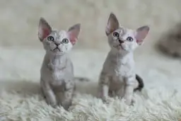 Najlepsze hodowle Devon Rex w Warszawie - znajdź swojego kota