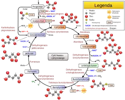 Co to jest metabolizm w biologii i dlaczego jest tak ważny?