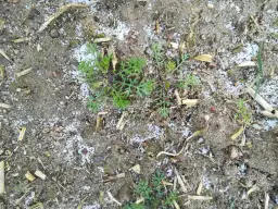 Chwast podobny do rumianku – jak go rozpoznać i unikać w ogrodzie