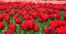 Podróż śladami Mai - czy rzeczywistość pokona fikcję?