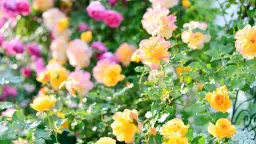 Jak uprawiać róże ogrodowe: sekrety pięknych i zdrowych kwiatów