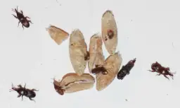 Larwa wołka zbożowego - skuteczne metody zwalczania w magazynach