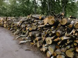 Czy sosna nadaje się do kominka? Zalety, wady i ważne porady.