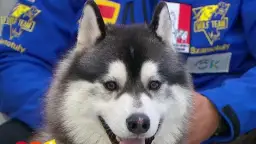 Jak odróżnić husky od malamuta – kluczowe różnice, które musisz znać