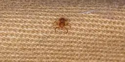 Jak usunąć nimfę kleszcza bezpiecznie i skutecznie - uniknij problemów