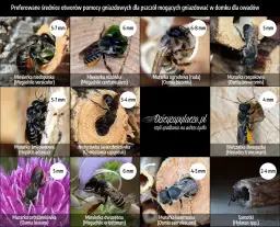 Jak zbudować domek na owady: 5 prostych kroków dla ogrodników