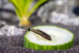 Jak długo żyją glonojady? Odkryj, co wpływa na ich długość życia