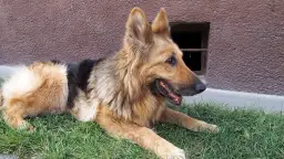 Czym usypiają psy? Poznaj leki i etykę eutanazji zwierząt