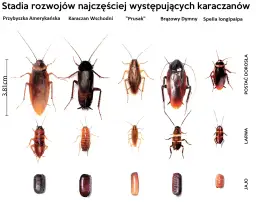 Mały karaluch w domu: jak go rozpoznać i skutecznie usunąć