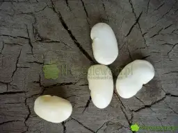 Kiedy siać fasolę jaś, aby uniknąć przymrozków i zapewnić plony