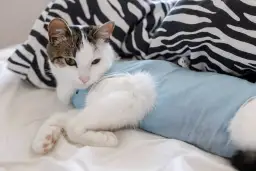 Jak długo kotka dochodzi do siebie po sterylizacji? Sprawdź, co musisz wiedzieć