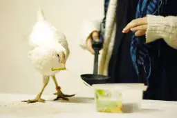 Jak wytresować kurczaka skutecznie i bez przemocy – sprawdzone metody