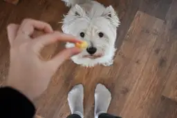 Czy pies może jeść ser - poznaj prawdę i zasady bezpiecznego podawania