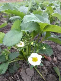 Kiedy kwitną truskawki? Odkryj, jak uniknąć rozczarowania zbiorami