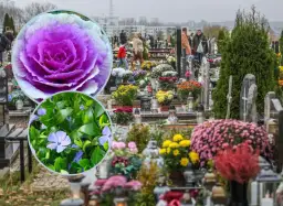 Jakie żywe kwiaty na cmentarz wybrać, aby przetrwały trudne warunki