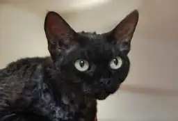 Czarny Devon Rex - wyjątkowy kot o niepowtarzalnym charakterze