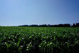 Jak skutecznie wykorzystać bacara trio w ochronie roślin?
